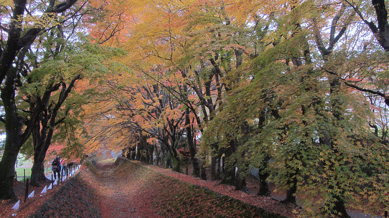 富士河口湖紅葉迴廊 美景如詩如畫_img_24