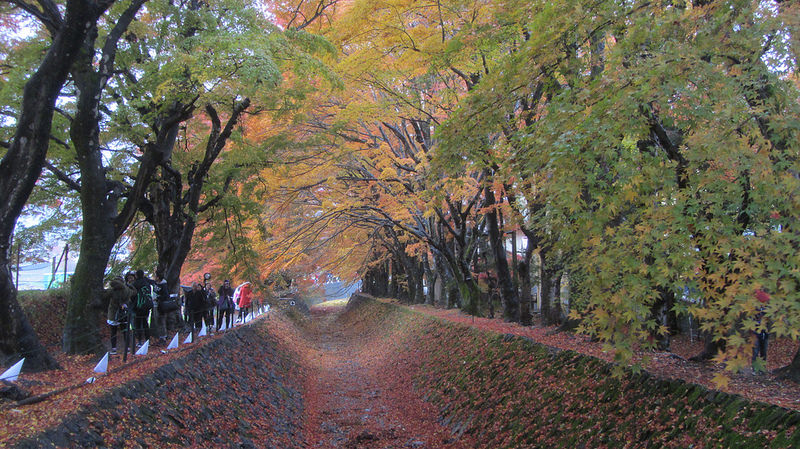 富士河口湖紅葉迴廊 美景如詩如畫_img_25