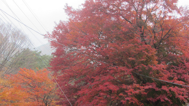 富士河口湖紅葉迴廊 美景如詩如畫_img_26