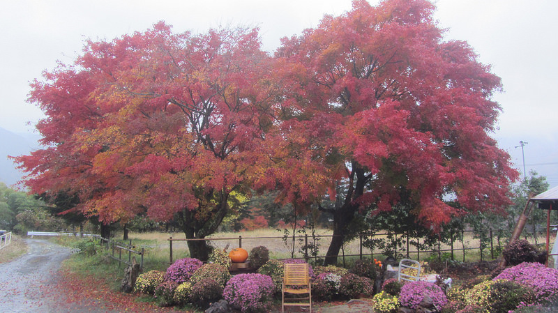 富士河口湖紅葉迴廊 美景如詩如畫_img_28