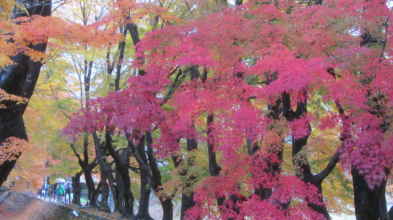 富士河口湖紅葉迴廊 美景如詩如畫_img_29