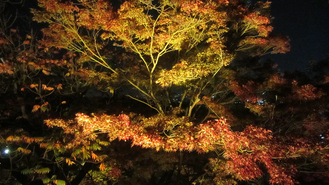 京都 清水寺 秋楓夜的特別拜觀_img_5
