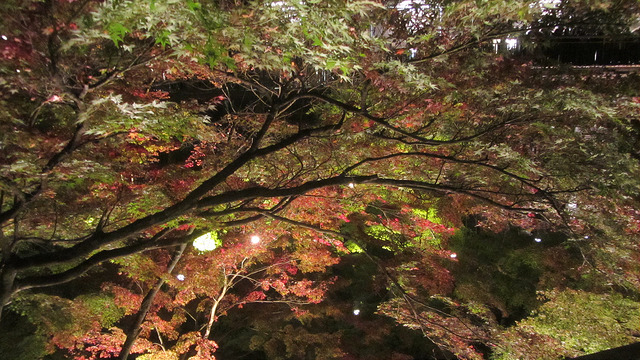 京都 清水寺 秋楓夜的特別拜觀_img_12
