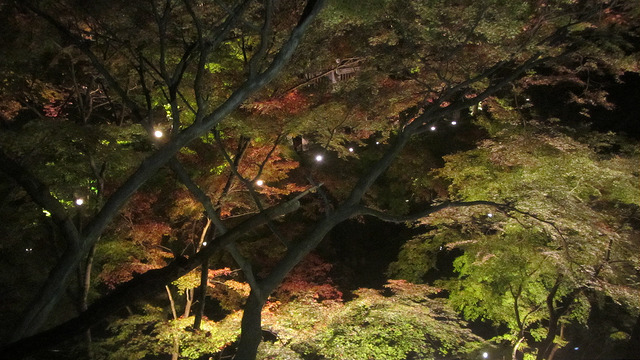 京都 清水寺 秋楓夜的特別拜觀_img_13