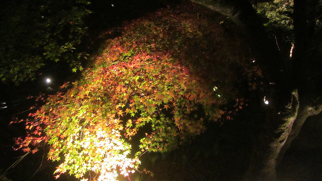 京都 清水寺 秋楓夜的特別拜觀_img_14