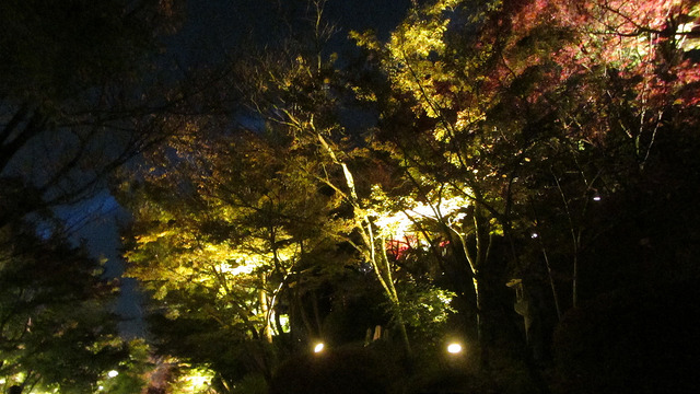 京都 清水寺 秋楓夜的特別拜觀_img_32