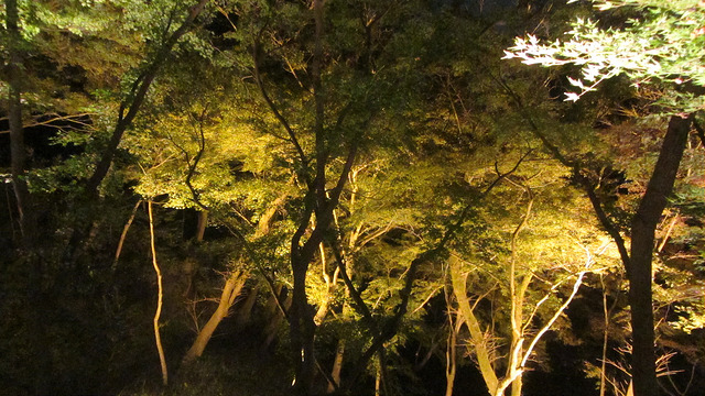 京都 清水寺 秋楓夜的特別拜觀_img_33