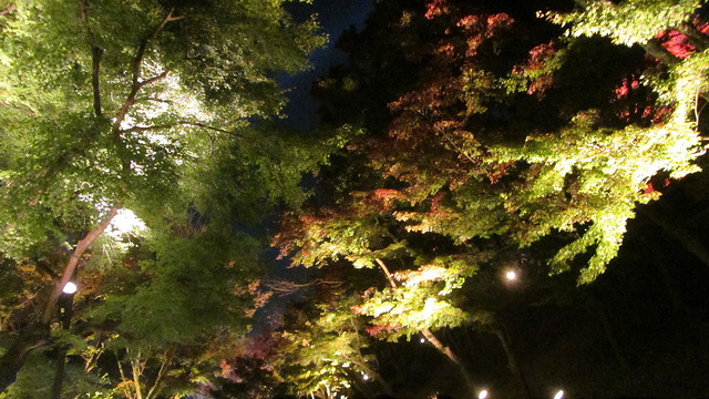 京都 清水寺 秋楓夜的特別拜觀_img_34