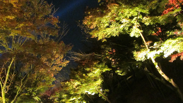 京都 清水寺 秋楓夜的特別拜觀_img_35