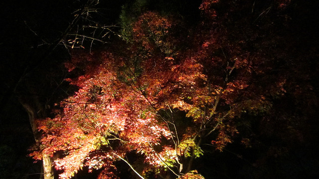 京都 清水寺 秋楓夜的特別拜觀_img_39