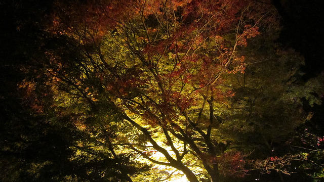 京都 清水寺 秋楓夜的特別拜觀_img_40