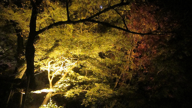 京都 清水寺 秋楓夜的特別拜觀_img_41