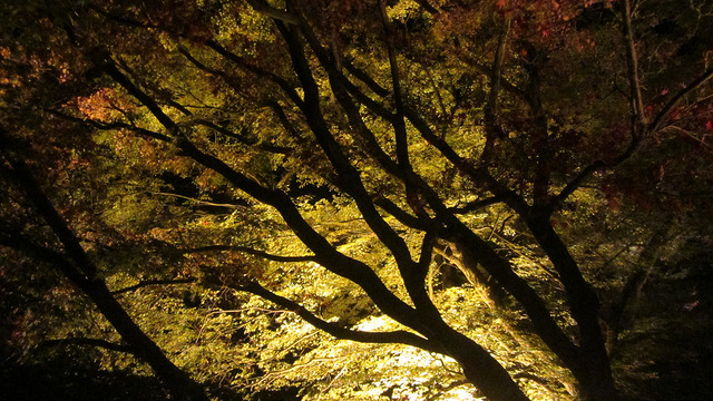 京都 清水寺 秋楓夜的特別拜觀_img_42