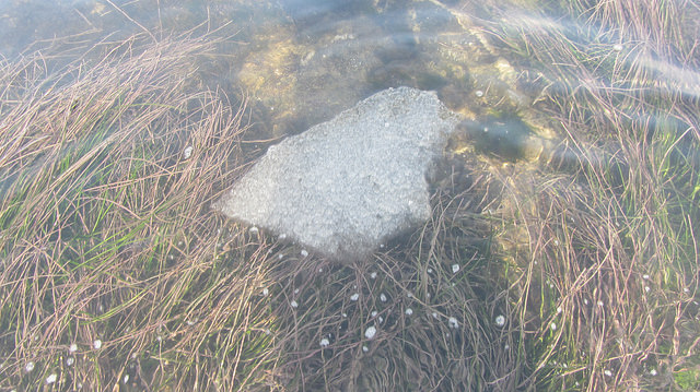 北海道知床斜里流冰漫步_img_27