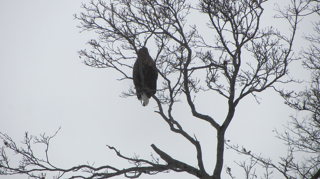 嚴冬的世界遺產銀白世界絕景 知床五湖健行_img_1