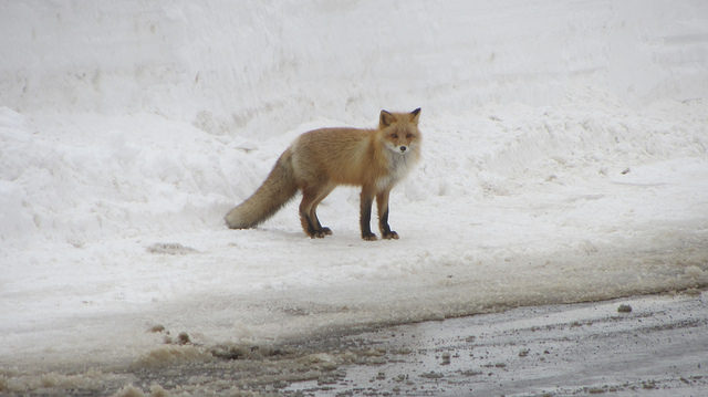 嚴冬的世界遺產銀白世界絕景 知床五湖健行_img_4