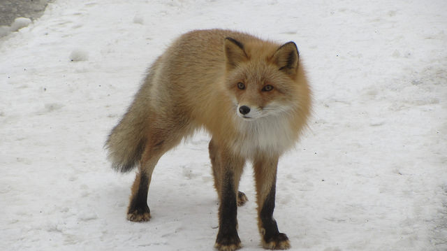 嚴冬的世界遺產銀白世界絕景 知床五湖健行_img_5