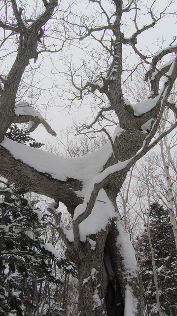 嚴冬的世界遺產銀白世界絕景 知床五湖健行_img_19