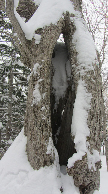 嚴冬的世界遺產銀白世界絕景 知床五湖健行_img_20
