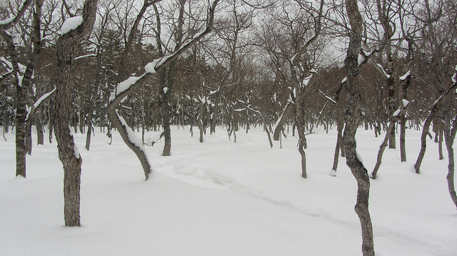 嚴冬的世界遺產銀白世界絕景 知床五湖健行_img_21