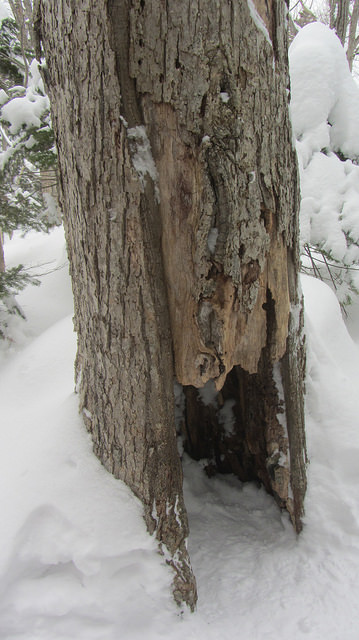 嚴冬的世界遺產銀白世界絕景 知床五湖健行_img_33