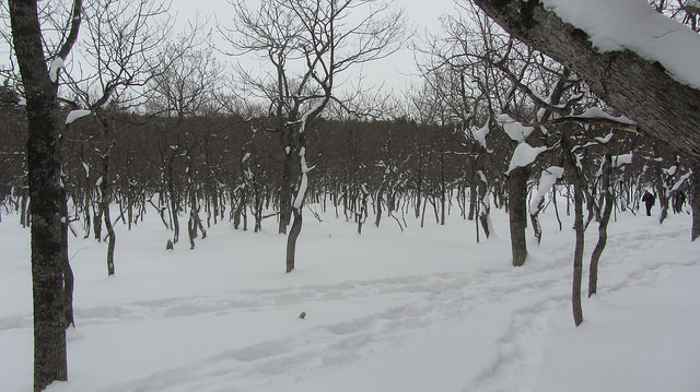 嚴冬的世界遺產銀白世界絕景 知床五湖健行_img_15