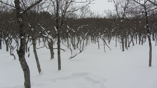 嚴冬的世界遺產銀白世界絕景 知床五湖健行_img_17