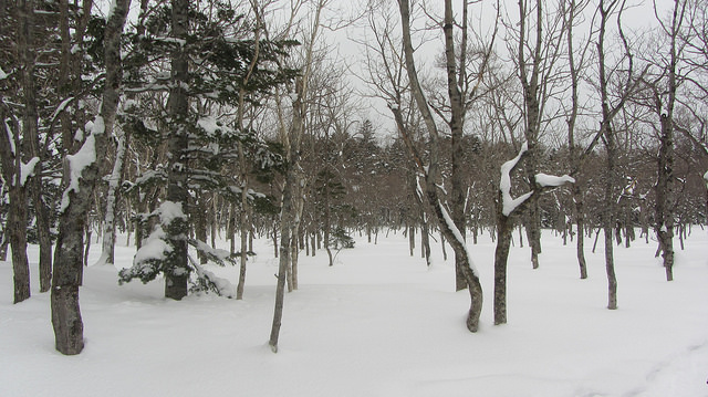 嚴冬的世界遺產銀白世界絕景 知床五湖健行_img_18