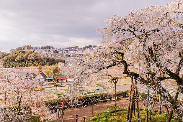 來看1300年歷史的老櫻花！日本天皇親手種下的垂柳式吉野櫻_img_29