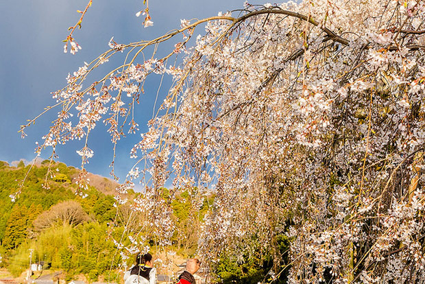 來看1300年歷史的老櫻花！日本天皇親手種下的垂柳式吉野櫻_img_32