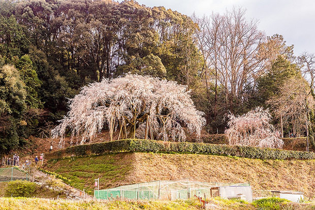 來看1300年歷史的老櫻花！日本天皇親手種下的垂柳式吉野櫻_img_13