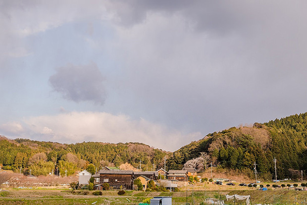 來看1300年歷史的老櫻花！日本天皇親手種下的垂柳式吉野櫻_img_10