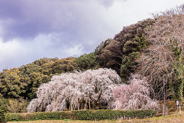 來看1300年歷史的老櫻花！日本天皇親手種下的垂柳式吉野櫻_img_14