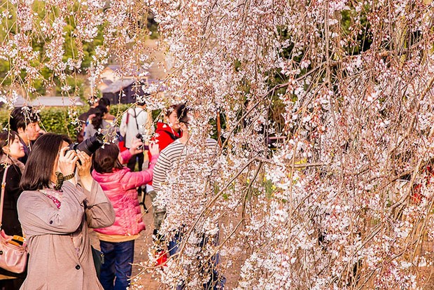 來看1300年歷史的老櫻花！日本天皇親手種下的垂柳式吉野櫻_img_33