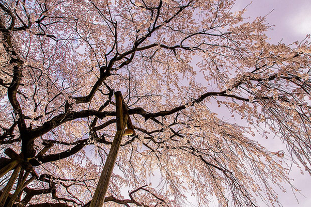 來看1300年歷史的老櫻花！日本天皇親手種下的垂柳式吉野櫻_img_22