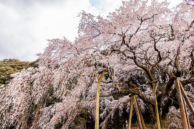 來看1300年歷史的老櫻花！日本天皇親手種下的垂柳式吉野櫻_img_18