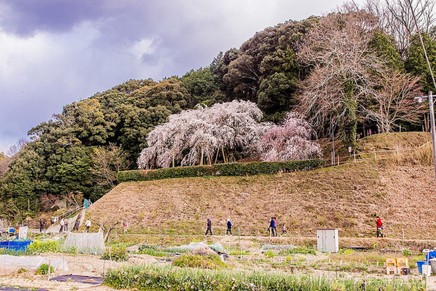 來看1300年歷史的老櫻花！日本天皇親手種下的垂柳式吉野櫻_img_12