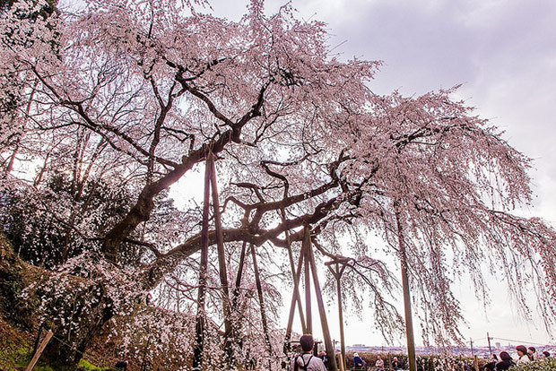 來看1300年歷史的老櫻花！日本天皇親手種下的垂柳式吉野櫻_img_17