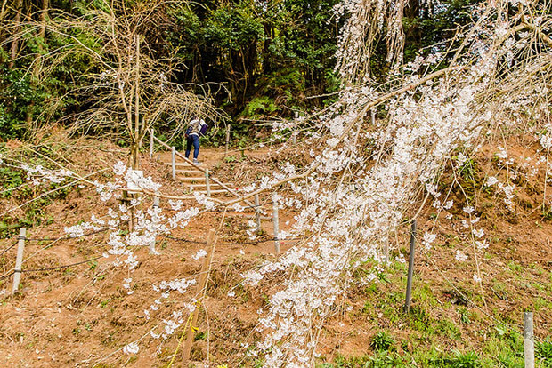 來看1300年歷史的老櫻花！日本天皇親手種下的垂柳式吉野櫻_img_37