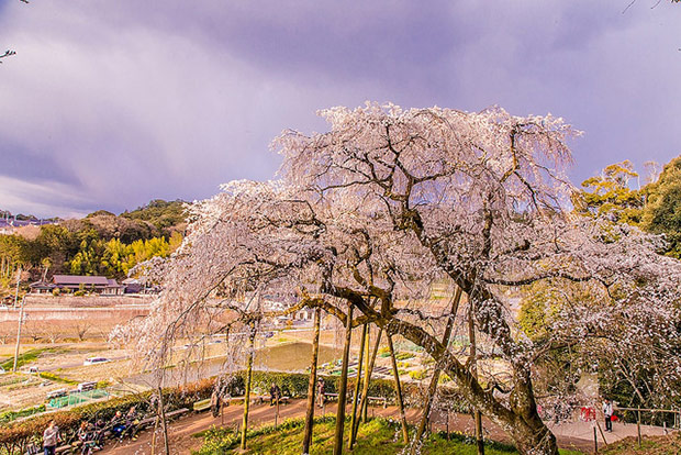 來看1300年歷史的老櫻花！日本天皇親手種下的垂柳式吉野櫻_img_26