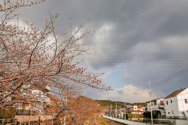 來看1300年歷史的老櫻花！日本天皇親手種下的垂柳式吉野櫻_img_9