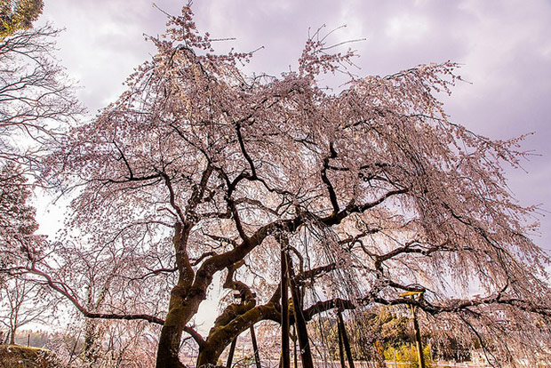 來看1300年歷史的老櫻花！日本天皇親手種下的垂柳式吉野櫻_img_35