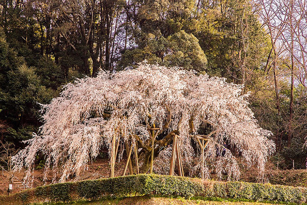 來看1300年歷史的老櫻花！日本天皇親手種下的垂柳式吉野櫻_img_36