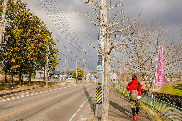 來看1300年歷史的老櫻花！日本天皇親手種下的垂柳式吉野櫻_img_8