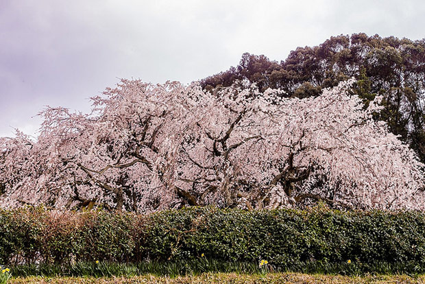 來看1300年歷史的老櫻花！日本天皇親手種下的垂柳式吉野櫻_img_15