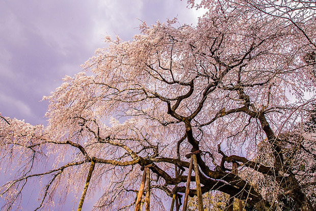 來看1300年歷史的老櫻花！日本天皇親手種下的垂柳式吉野櫻_img_34