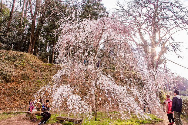 來看1300年歷史的老櫻花！日本天皇親手種下的垂柳式吉野櫻_img_30