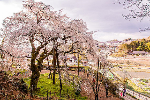 來看1300年歷史的老櫻花！日本天皇親手種下的垂柳式吉野櫻_img_27
