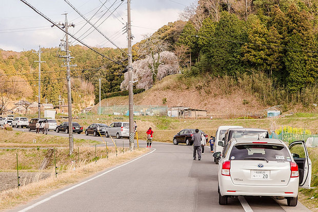 來看1300年歷史的老櫻花！日本天皇親手種下的垂柳式吉野櫻_img_11