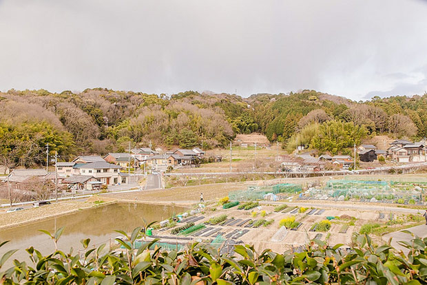 來看1300年歷史的老櫻花！日本天皇親手種下的垂柳式吉野櫻_img_28